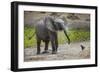 Baby elephant chasing bird (L. africana), Tarangire National Park, Tanzania, East Africa, Africa-Ashley Morgan-Framed Photographic Print