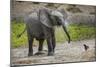 Baby elephant chasing bird (L. africana), Tarangire National Park, Tanzania, East Africa, Africa-Ashley Morgan-Mounted Photographic Print