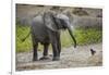 Baby elephant chasing bird (L. africana), Tarangire National Park, Tanzania, East Africa, Africa-Ashley Morgan-Framed Photographic Print