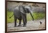 Baby elephant chasing bird (L. africana), Tarangire National Park, Tanzania, East Africa, Africa-Ashley Morgan-Framed Photographic Print