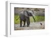 Baby elephant chasing bird (L. africana), Tarangire National Park, Tanzania, East Africa, Africa-Ashley Morgan-Framed Photographic Print