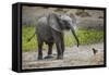 Baby elephant chasing bird (L. africana), Tarangire National Park, Tanzania, East Africa, Africa-Ashley Morgan-Framed Stretched Canvas