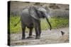 Baby elephant chasing bird (L. africana), Tarangire National Park, Tanzania, East Africa, Africa-Ashley Morgan-Stretched Canvas