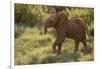Baby Elephant Flaring its Ears-DLILLC-Framed Photographic Print