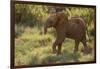 Baby Elephant Flaring its Ears-DLILLC-Framed Photographic Print