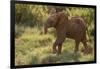 Baby Elephant Flaring its Ears-DLILLC-Framed Photographic Print