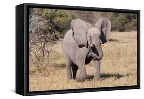 Baby Elephant III-Howard Ruby-Framed Stretched Canvas