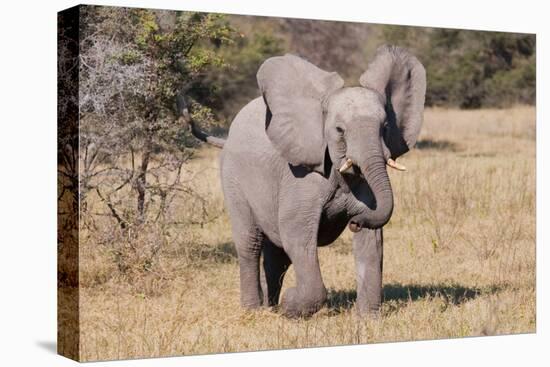 Baby Elephant III-Howard Ruby-Stretched Canvas