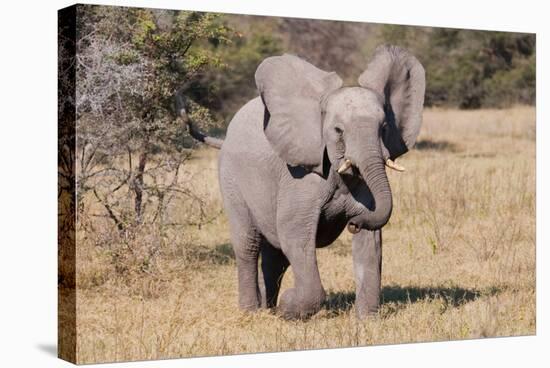 Baby Elephant III-Howard Ruby-Stretched Canvas