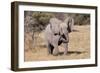 Baby Elephant III-Howard Ruby-Framed Premium Photographic Print