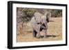 Baby Elephant III-Howard Ruby-Framed Premium Photographic Print