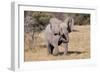 Baby Elephant III-Howard Ruby-Framed Premium Photographic Print