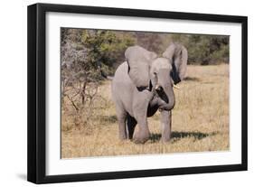 Baby Elephant III-Howard Ruby-Framed Photographic Print