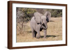 Baby Elephant III-Howard Ruby-Framed Photographic Print