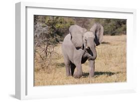 Baby Elephant III-Howard Ruby-Framed Photographic Print