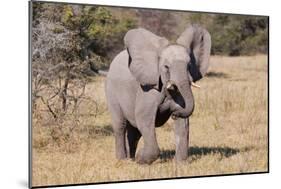 Baby Elephant III-Howard Ruby-Mounted Photographic Print