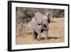 Baby Elephant III-Howard Ruby-Framed Photographic Print