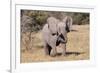 Baby Elephant III-Howard Ruby-Framed Photographic Print