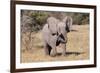 Baby Elephant III-Howard Ruby-Framed Photographic Print