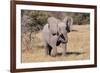 Baby Elephant III-Howard Ruby-Framed Photographic Print