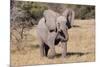 Baby Elephant III-Howard Ruby-Mounted Photographic Print