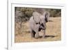 Baby Elephant III-Howard Ruby-Framed Photographic Print