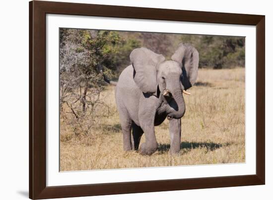 Baby Elephant III-Howard Ruby-Framed Photographic Print