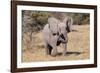 Baby Elephant III-Howard Ruby-Framed Photographic Print