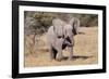 Baby Elephant III-Howard Ruby-Framed Photographic Print