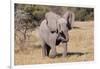 Baby Elephant III-Howard Ruby-Framed Photographic Print