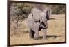 Baby Elephant III-Howard Ruby-Framed Photographic Print