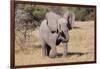 Baby Elephant III-Howard Ruby-Framed Photographic Print