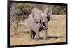 Baby Elephant III-Howard Ruby-Framed Photographic Print