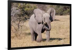 Baby Elephant III-Howard Ruby-Framed Photographic Print