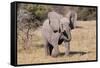 Baby Elephant III-Howard Ruby-Framed Stretched Canvas