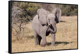 Baby Elephant III-Howard Ruby-Framed Stretched Canvas