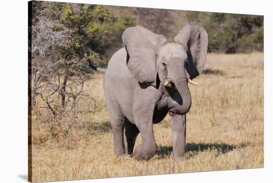 Baby Elephant III-Howard Ruby-Stretched Canvas