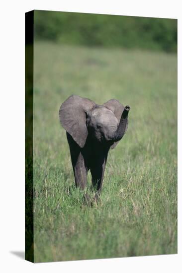 Baby Elephant Lifting its Trunk-DLILLC-Stretched Canvas