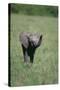 Baby Elephant Lifting its Trunk-DLILLC-Stretched Canvas