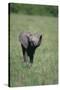 Baby Elephant Lifting its Trunk-DLILLC-Stretched Canvas