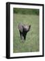 Baby Elephant Lifting its Trunk-DLILLC-Framed Premium Photographic Print