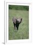 Baby Elephant Lifting its Trunk-DLILLC-Framed Premium Photographic Print