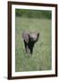 Baby Elephant Lifting its Trunk-DLILLC-Framed Premium Photographic Print