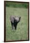 Baby Elephant Lifting its Trunk-DLILLC-Framed Premium Photographic Print