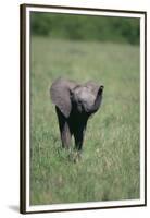 Baby Elephant Lifting its Trunk-DLILLC-Framed Premium Photographic Print