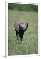 Baby Elephant Lifting its Trunk-DLILLC-Framed Premium Photographic Print