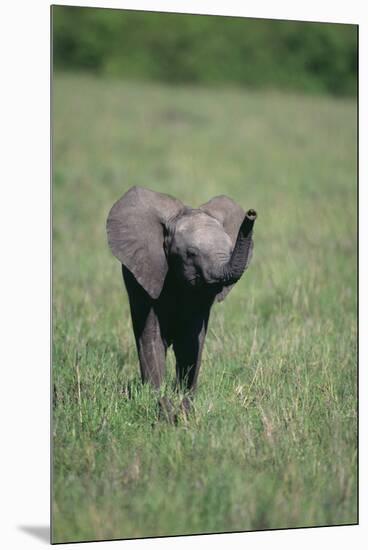 Baby Elephant Lifting its Trunk-DLILLC-Mounted Premium Photographic Print