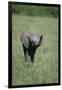 Baby Elephant Lifting its Trunk-DLILLC-Framed Premium Photographic Print