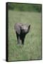 Baby Elephant Lifting its Trunk-DLILLC-Framed Stretched Canvas