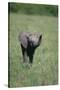 Baby Elephant Lifting its Trunk-DLILLC-Stretched Canvas